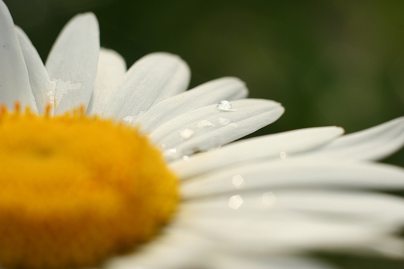 Chamomile