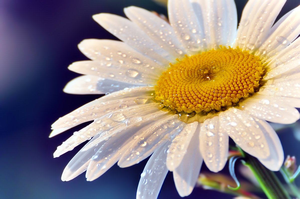 Once again on the daisies ...