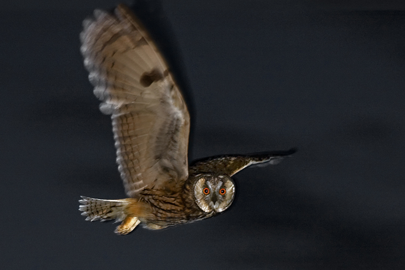 Screech-owl
