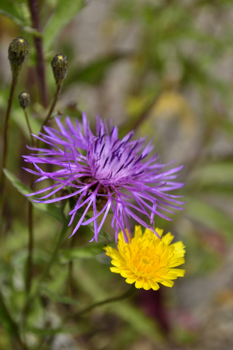 Promptness FLOWERS