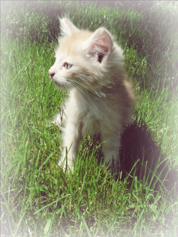 Kitten