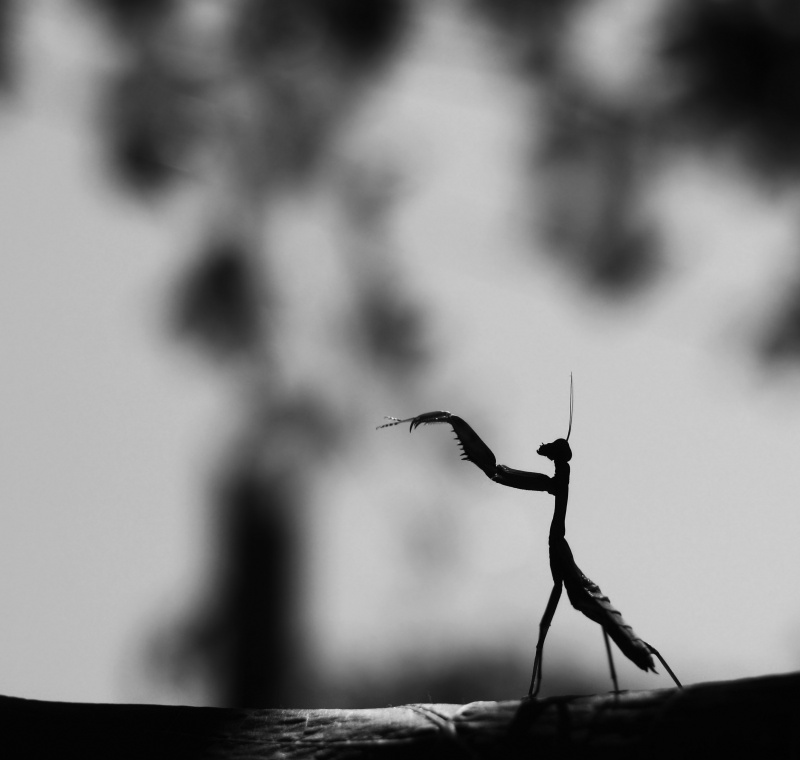 Conductor