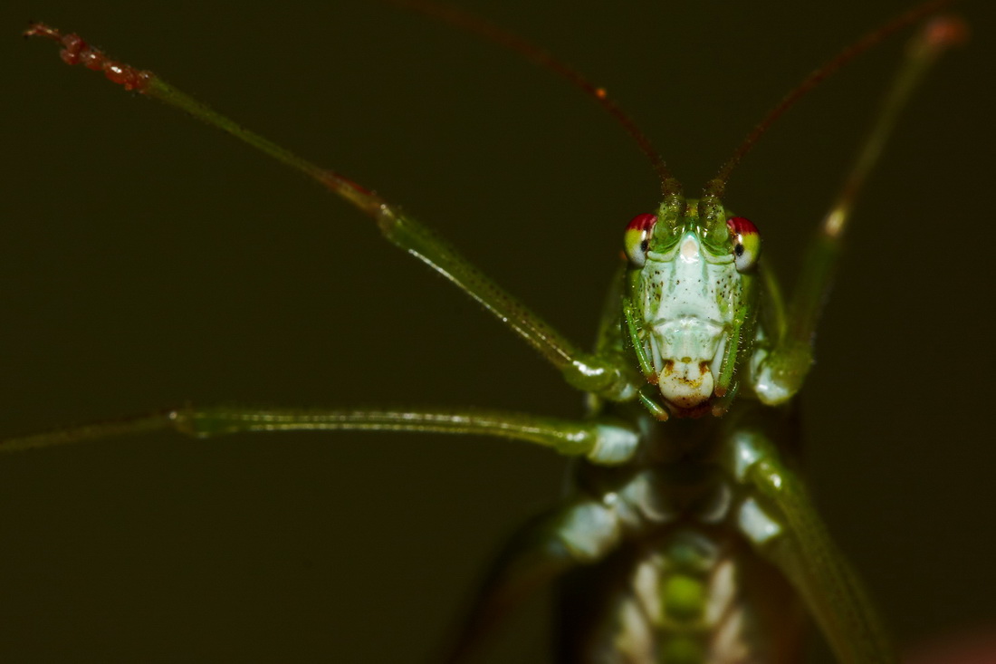 Portrait of a grasshopper