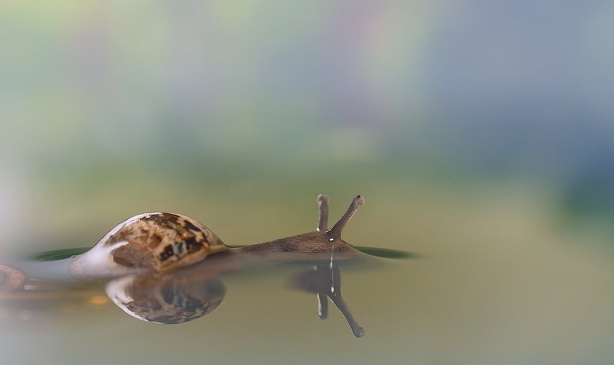 "Loch Ness Monster"