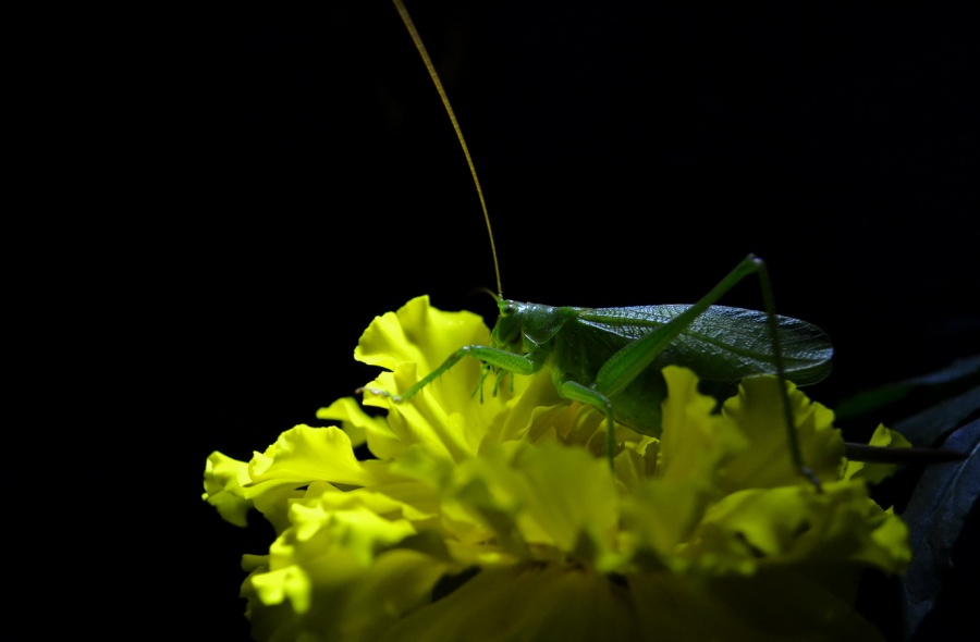 green to yellow