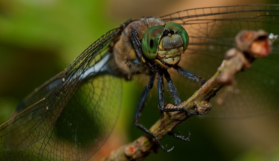 "Green eyes, thoughtful and easy to ............"
