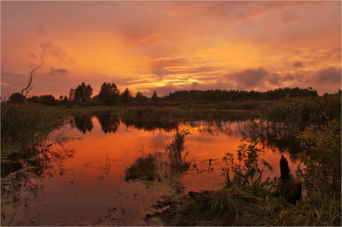 Sunset in the Forest.