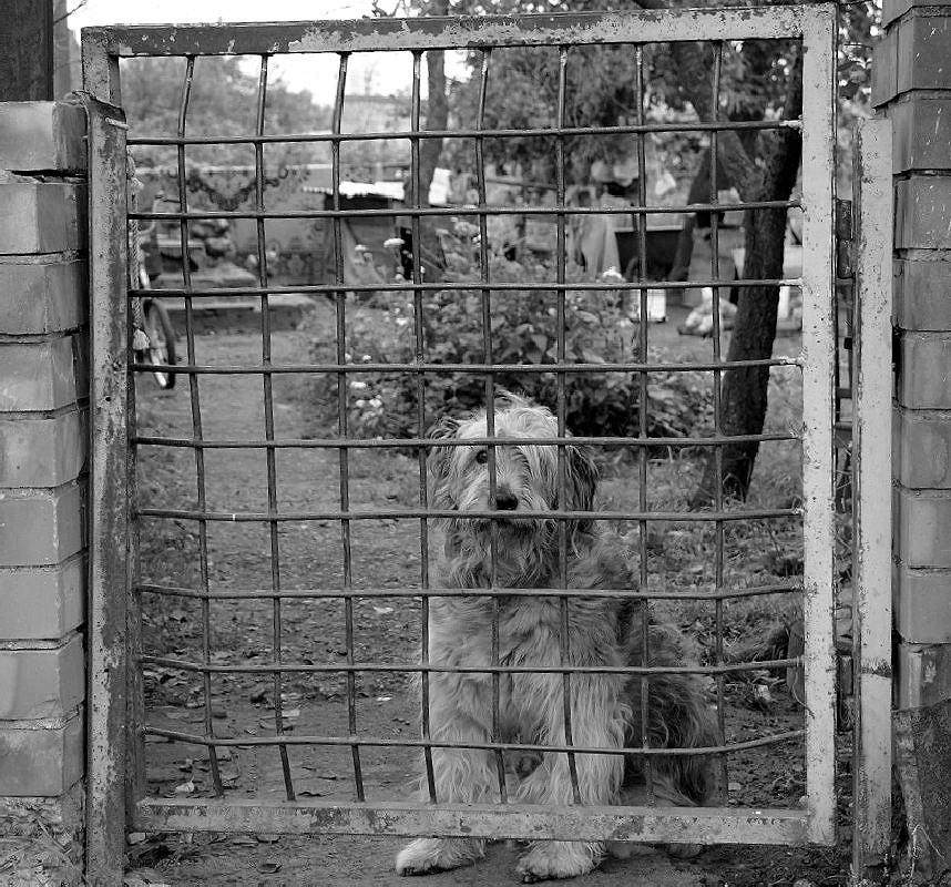 Dog's Life ...