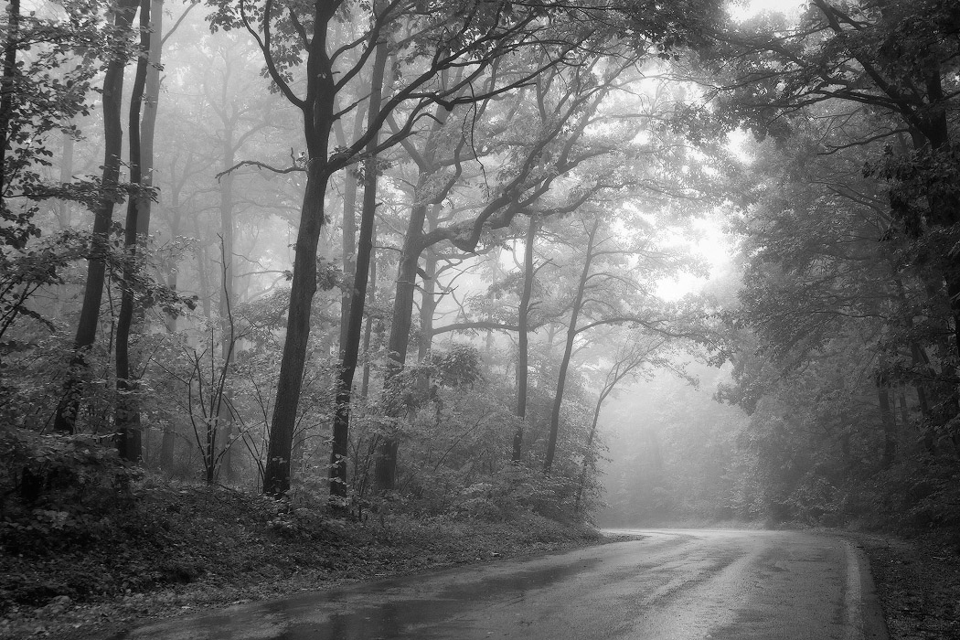 Elf Forest