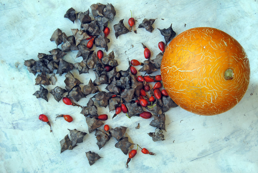 Chilim, wild rose and melon ...