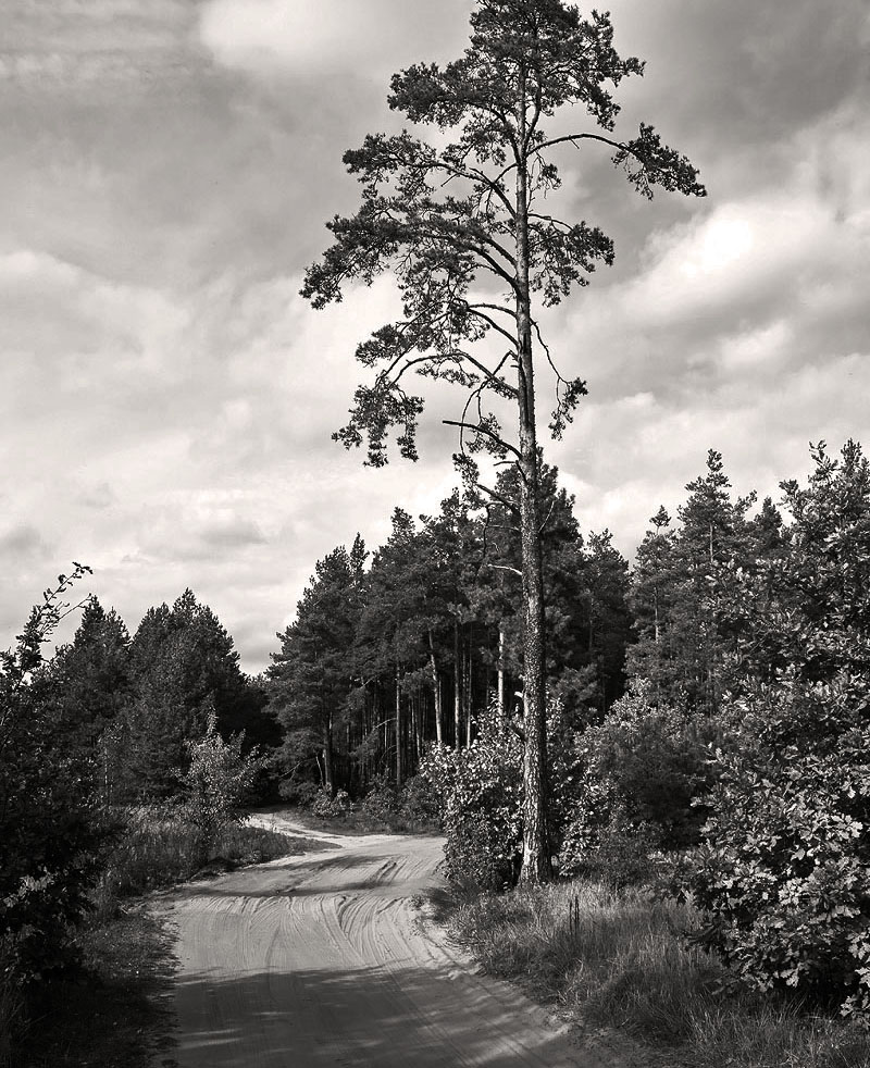 The road ran through the woods
