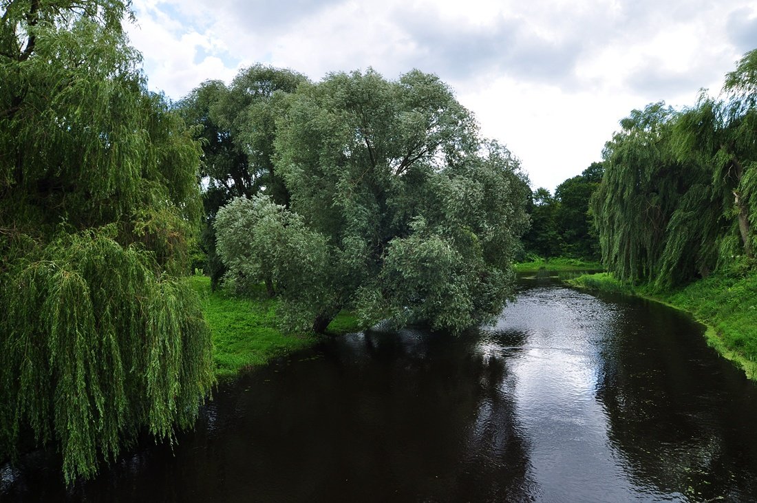 Weeping willow by the river