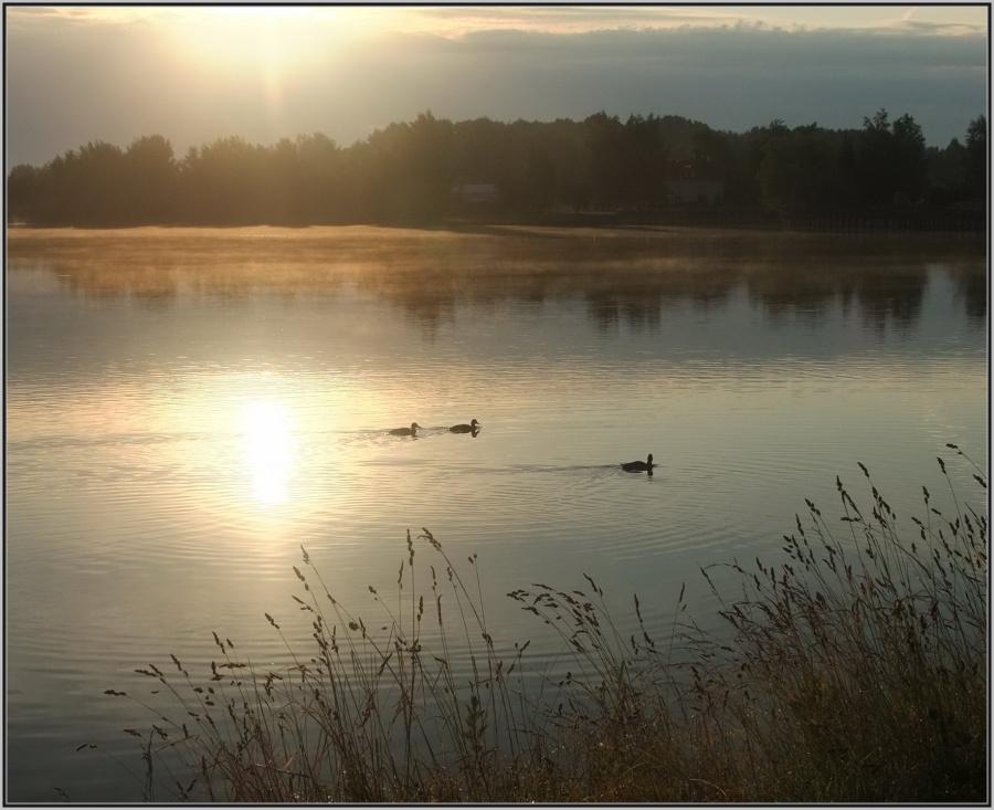Dawn of Ducks