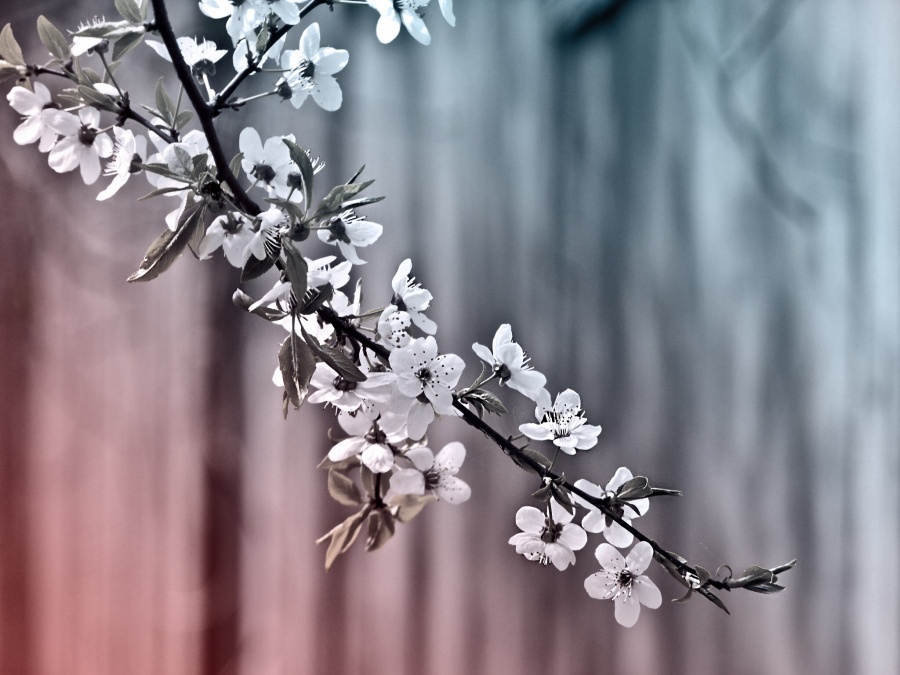 Spring