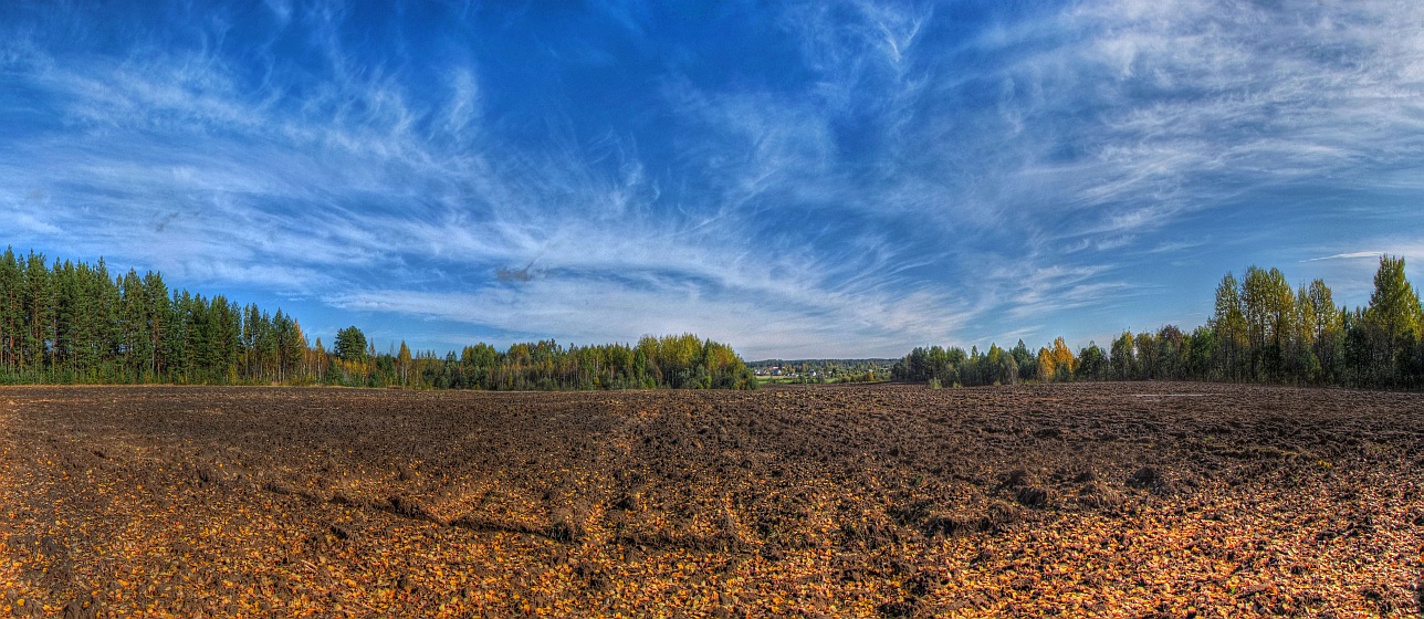 Field