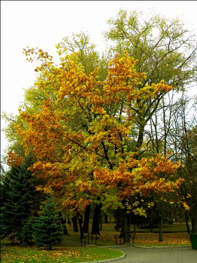 Park in central Minsk