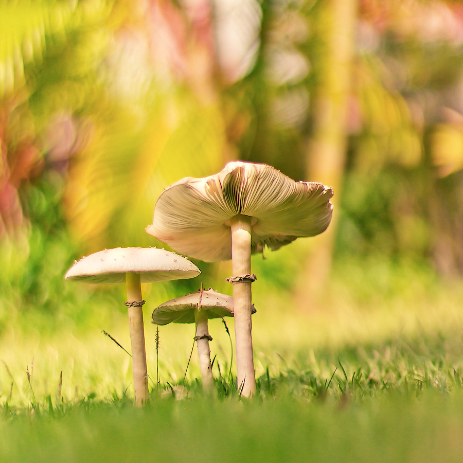 fungi