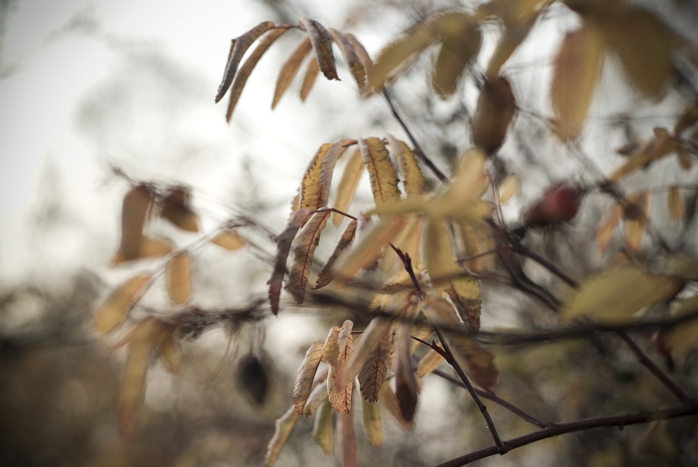 Autumn