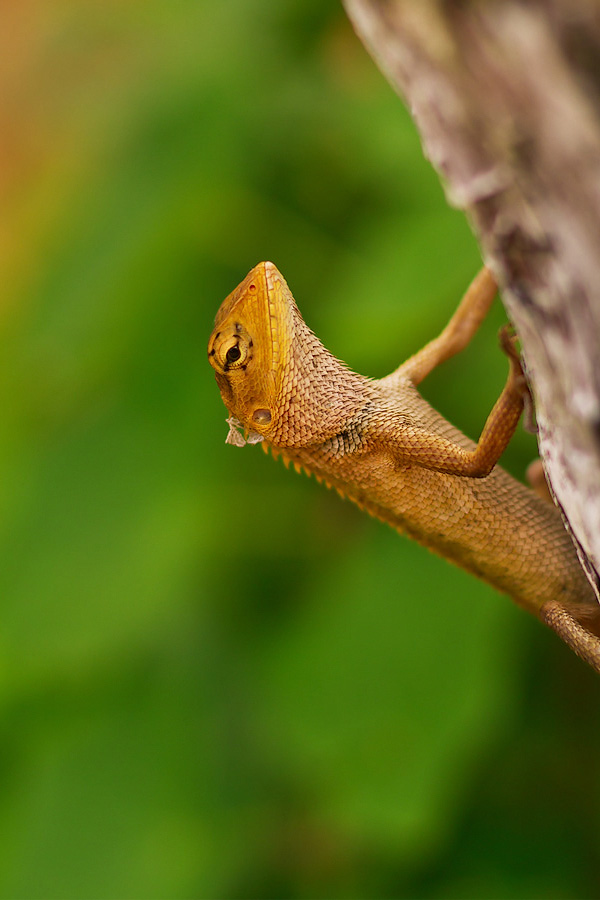 Calotes versicolor