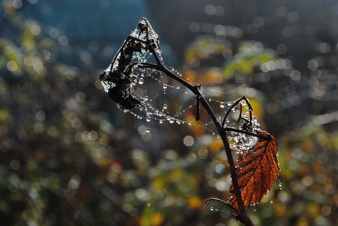 Morning fantasy