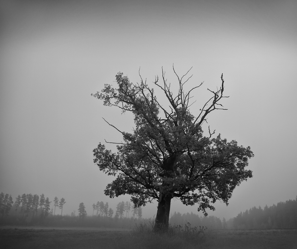 About Oak leaned forward in the fog