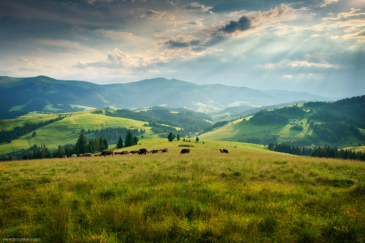 Pilipetskii meadows