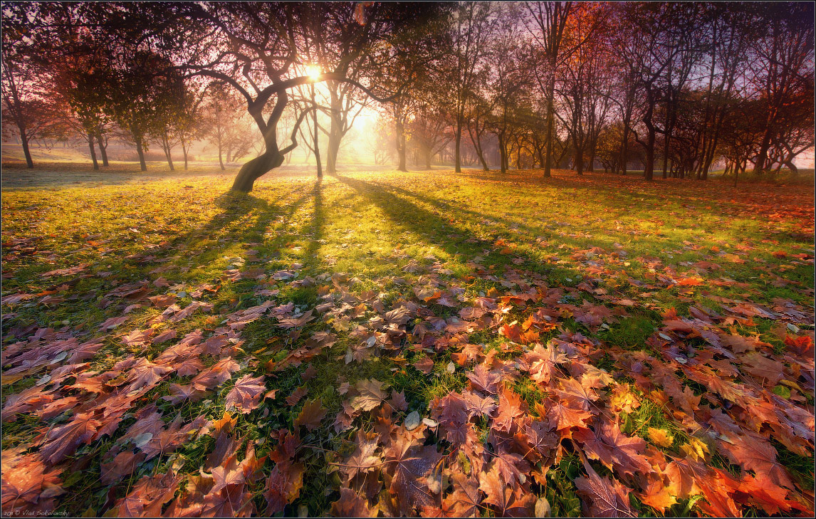 Silhouette of autumn