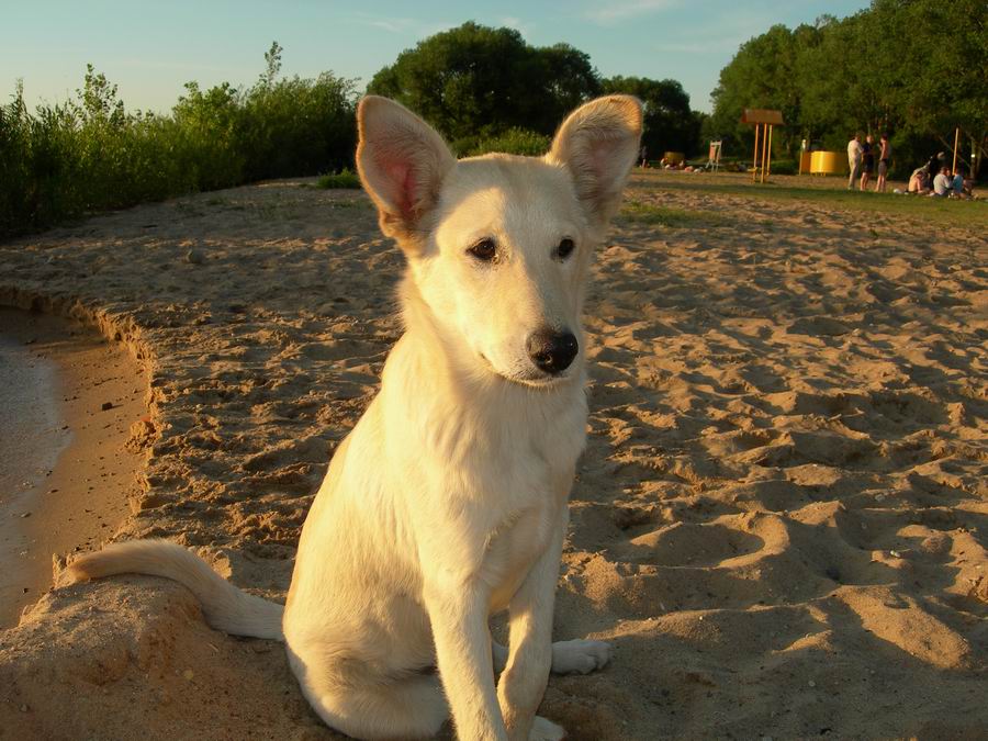A lone dog on the shore