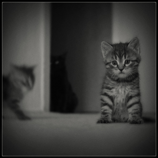 Family Portrait
