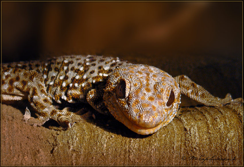 Smiling Dragon