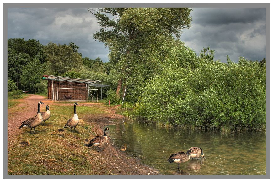 where the ducks are well