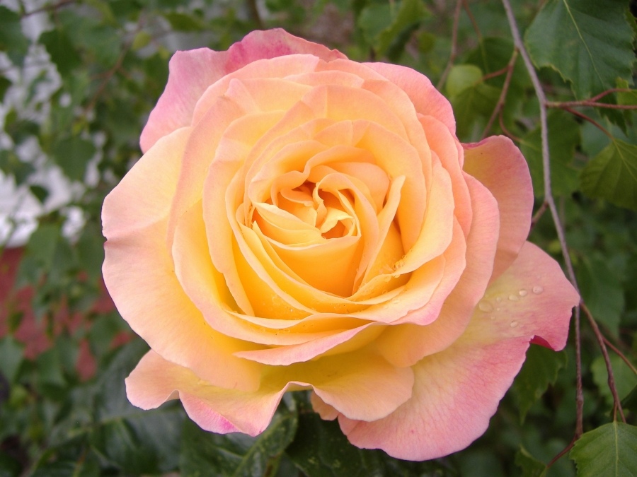 Rosa
