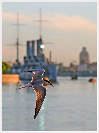 neva wings