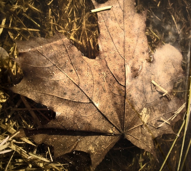 Autumn: far and near ...