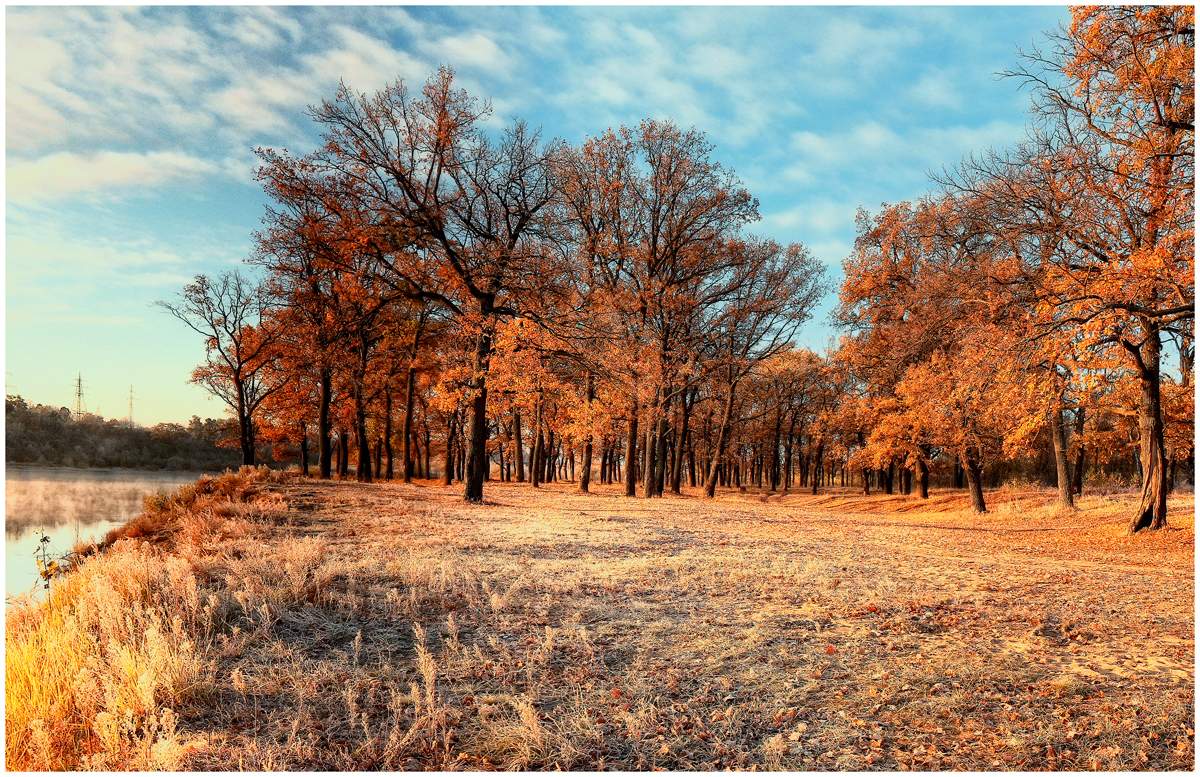 Oak grove