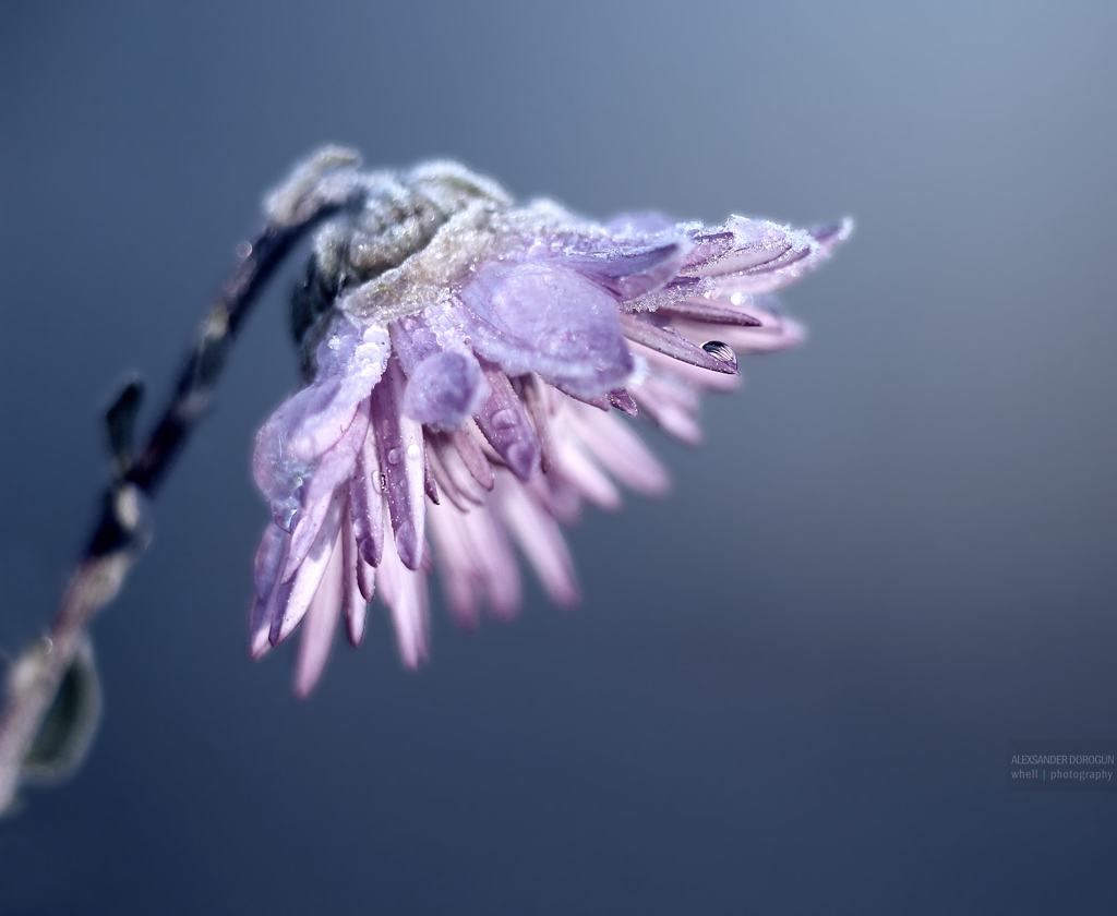 Autumn morning chrysanthemum