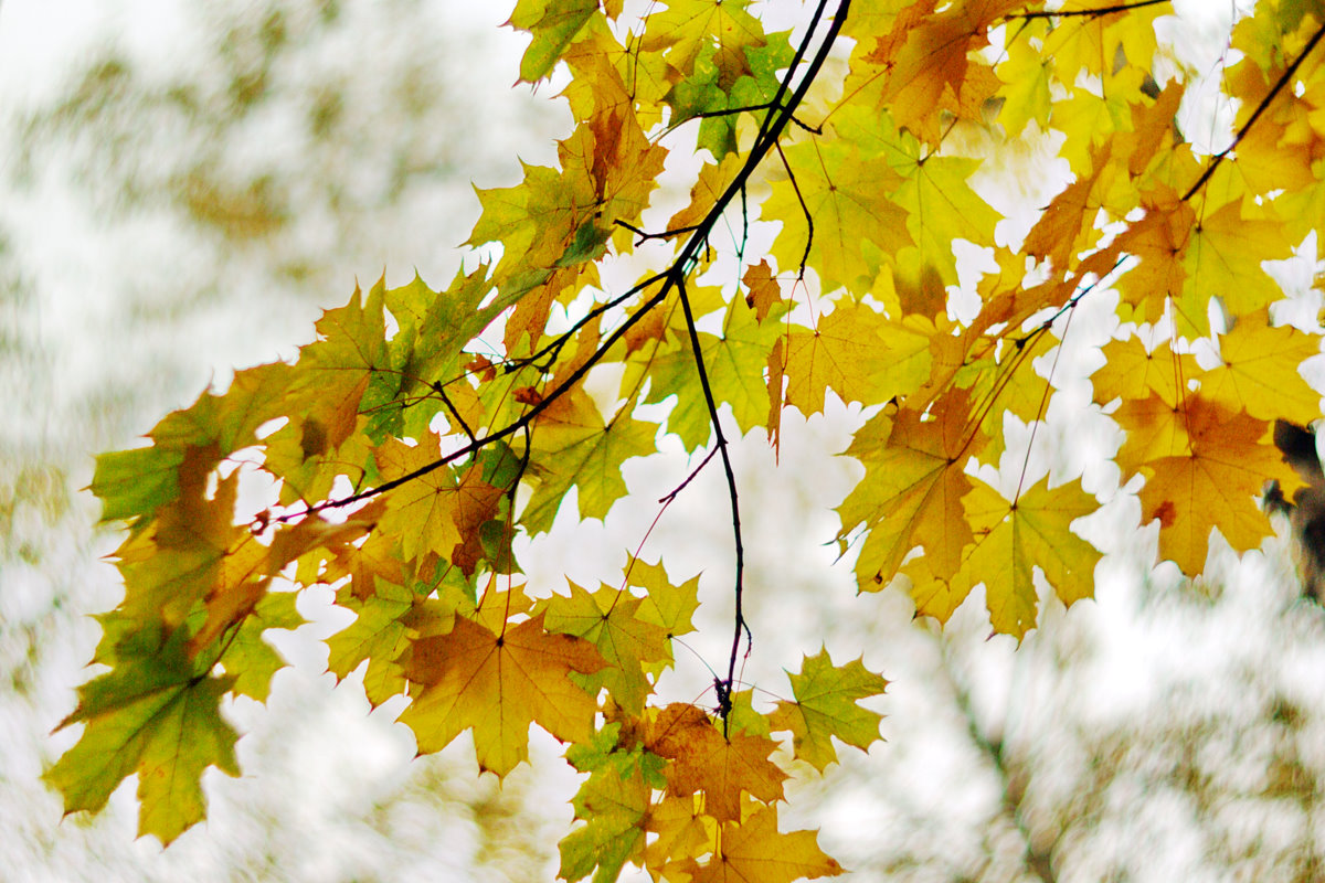 Листья желтые по краям. Осенние зарисовки. Желтый лист. Жёлтый лист осенний. Желтеют листья.