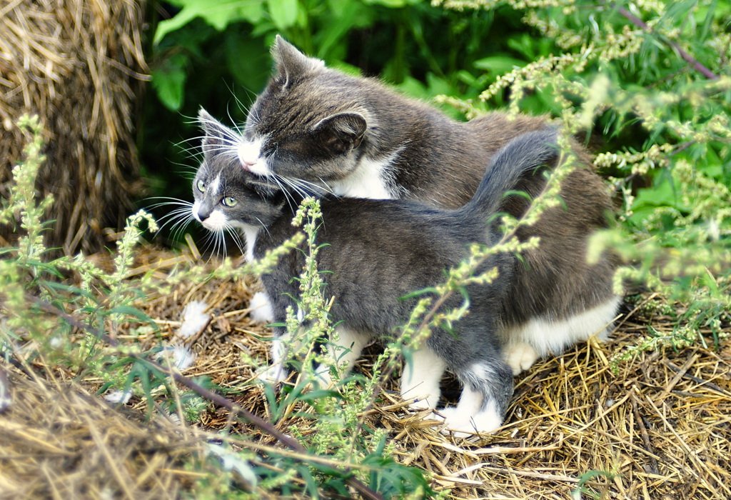 Tenderness