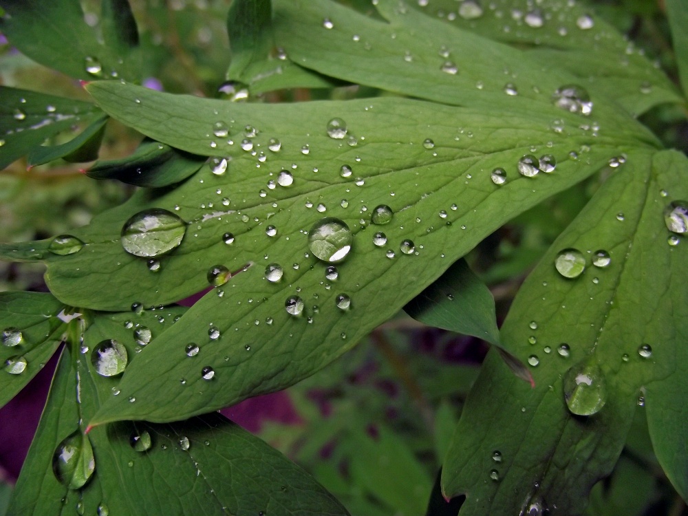 drops