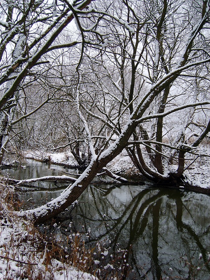 Snow Jungle