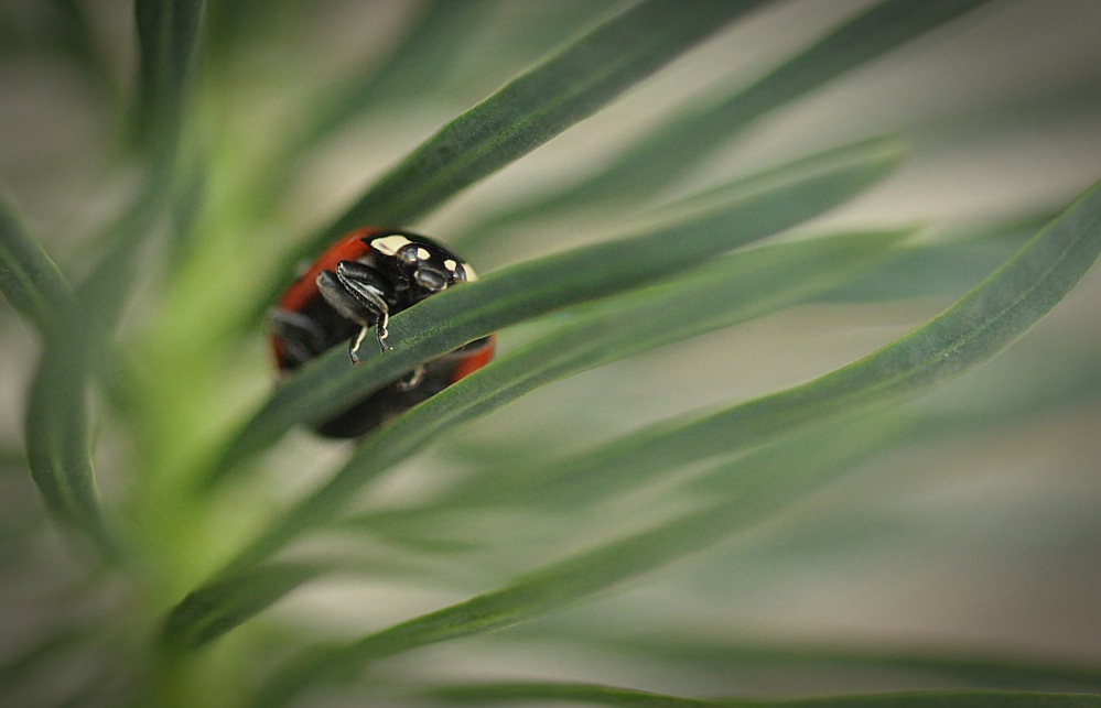 Ladybird