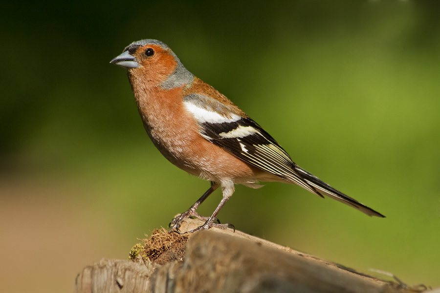 Just Finch