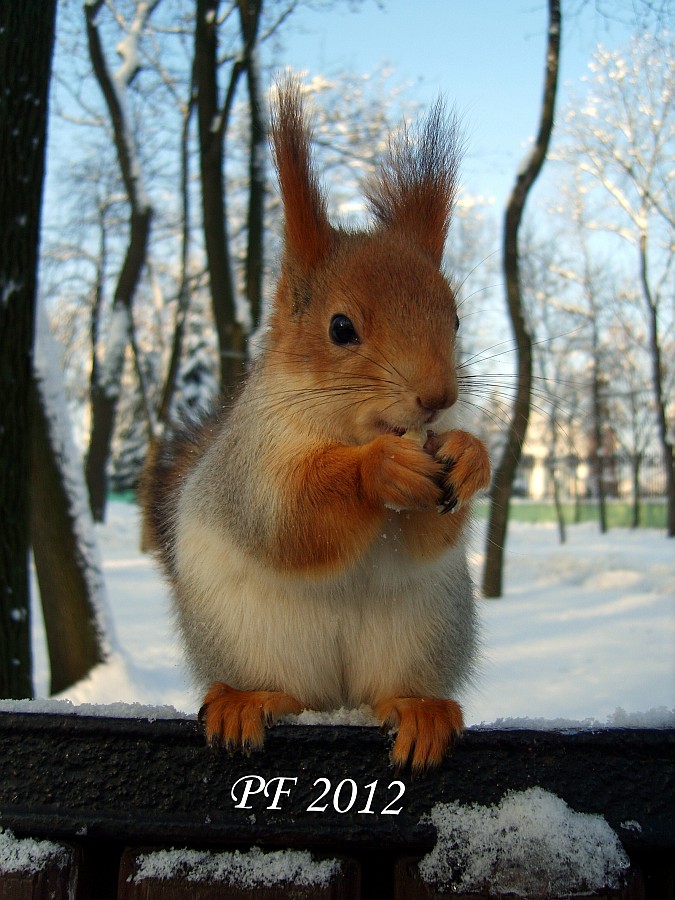 Delicious nuts in the New Year!