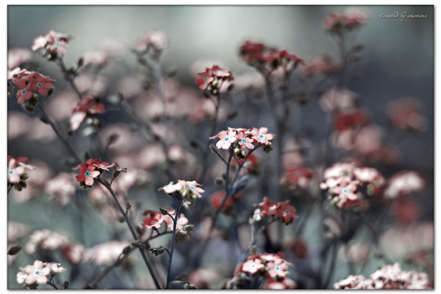 scarlet...