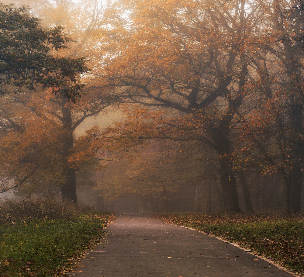 Autumn Gold ........... ...........