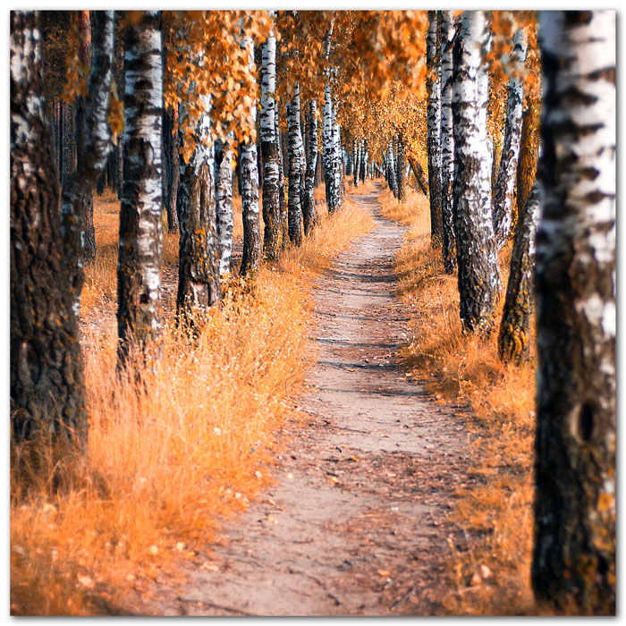 following the autumn path...