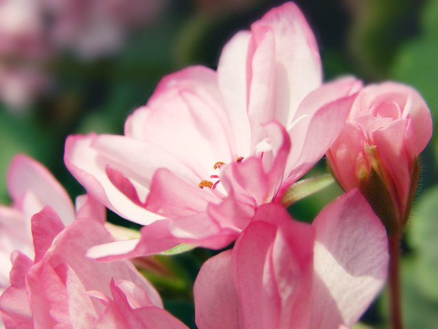 Geranium