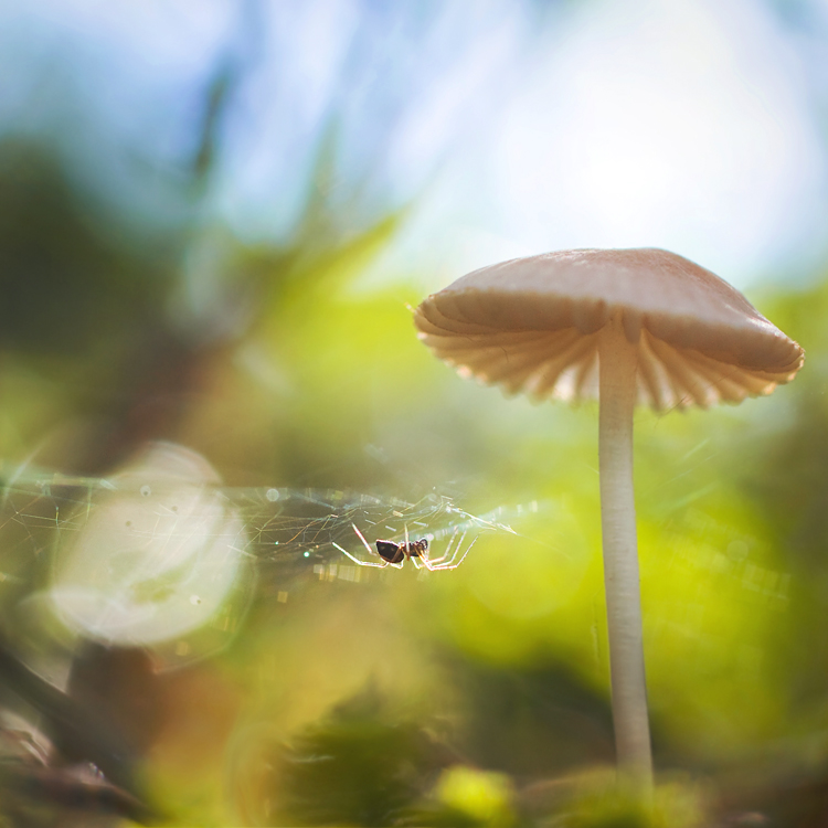 Spider and his house.