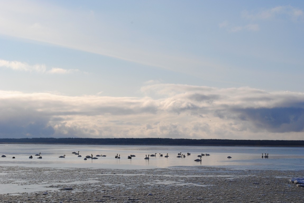 "Swan Lake"