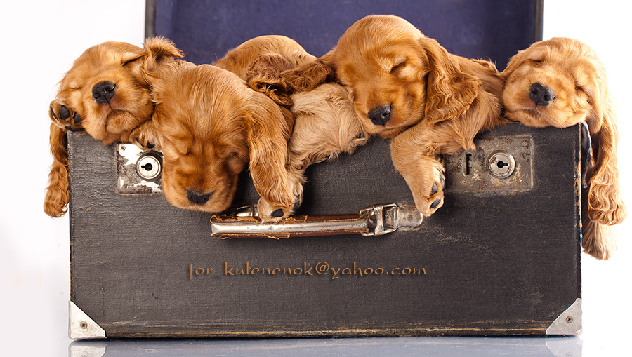 Sleepy case.